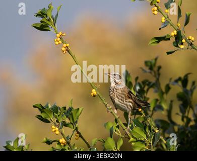 Rougeon (Turdus iliacus) se nourrissant d'une variété verdoyante jaune de houx (Ilex aquifolium), East Sussex, Royaume-Uni. Novembre Banque D'Images