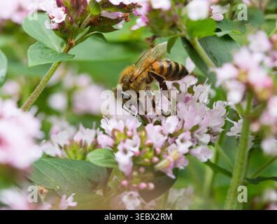 Abeille (Apis mellifera) se nourrissant de thym (Thymus sp.), East Sussex, Royaume-Uni. Banque D'Images