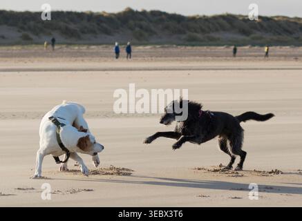 Deux chiens, lurcher et mongrel, jouant sur la plage, Holkham plage, Norfolk, ROYAUME-UNI Banque D'Images