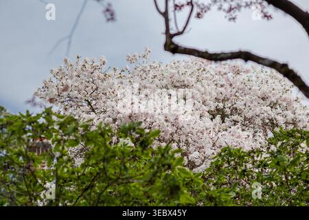 Les cerisiers en fleurs de printemps remplissent le cadre. Les pétales blancs se regroupent contre un ciel silencieux. Des feuilles vertes encadrent les branches fleuries. Les branches se courbent vers le haut Banque D'Images