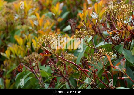 Gros plan de fleurs de printemps jaunes sur une branche avec des feuilles vertes fraîches et des fleurs qui s'estompent. Concept de changement saisonnier, cycle naturel et fin de floraison Banque D'Images