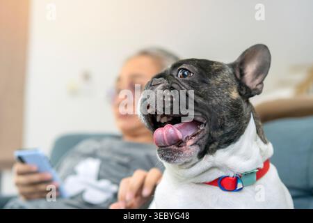 Jeune bouledogue français noir et blanc endormi bâillant tout en s'allongeant près du propriétaire sur le canapé. Mise au point sélective. Banque D'Images