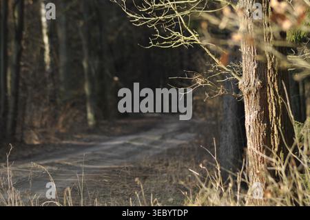 Un chemin de terre sinueux serpente à travers une forêt tranquille. La lumière du soleil filtre à travers les arbres, projetant des ombres douces sur le sol. Banque D'Images