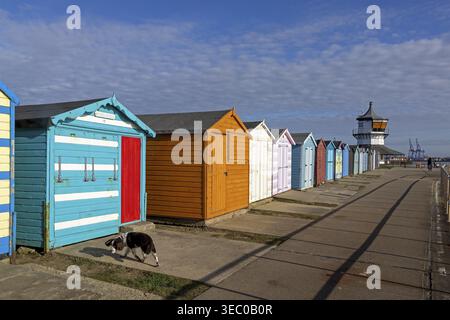 Bains colorés, chien, Low Lighthouse, Musée maritime, Harwich, Angleterre, Grande-Bretagne Banque D'Images
