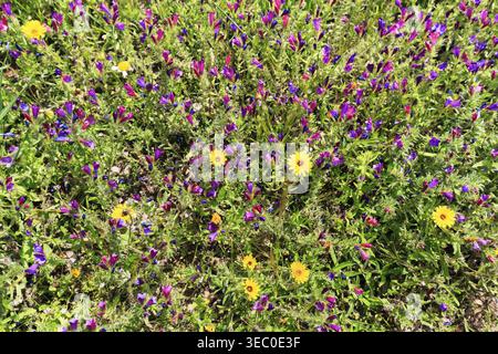 Prairie fleurie riche en espèces avec diverses fleurs sauvages, bugloss de vipère commun (Echium vulgare), biodiversité, Almeria, Espagne Banque D'Images
