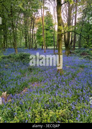 Vue aérienne basse à travers la forêt de Bluebell rétro-éclairée dans la lumière dorée du soir près de Stokenchurch, Chiltern Hills, Oxfordshire, Angleterre Banque D'Images