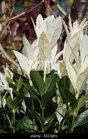 Euonymus japonicus « Extravaganza », gros plan du nouveau feuillage japonais printanier blanc pur et spectaculaire avec des feuilles vieilles d'un vert foncé brillant Banque D'Images