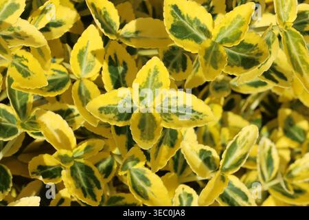Euonymus fortunei 'Emerald 'n' Gold', gros plan sur le nouveau feuillage de fuseau nain panaché jaune doré et vert jade. Banque D'Images