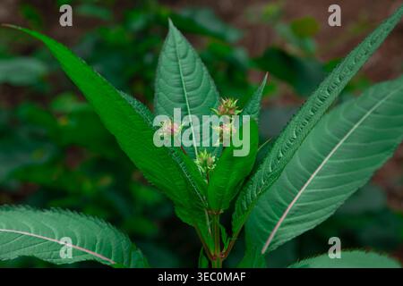 Cette belle photographie capture une vue rapprochée d'une plante de baume vert luxuriant qui prospère dans son environnement naturel. L'image se concentre sur le fol vibrant Banque D'Images