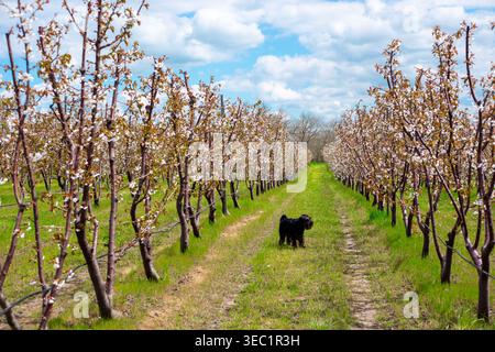Un petit chien noir se tient dans un verger de fruits en fleurs avec des rangées de fleurs blanches. Jardin de printemps, animaux de compagnie en plein air, verger fleuri. Banque D'Images