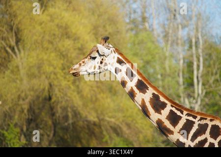 Portrait d'une girafe de profil sur fond naturel. Photo de haute qualité Banque D'Images
