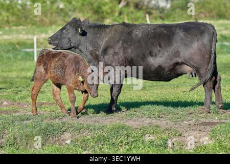 Vache et veau qui paissent ensemble dans les pâturages verdoyants de Valchiavenna, un moment tranquille de la vie rurale dans la vallée alpine. Banque D'Images