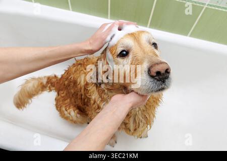 Golden retriever se faisant shampooing dans la baignoire pendant le toilettage des animaux à la maison Banque D'Images