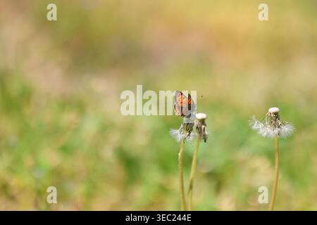 Petit papillon en cuivre reposant sur la tête de graine de pissenlit dans la lumière douce de prairie Banque D'Images