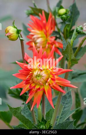 Dahlia Karma bon bini, cactus dahlia fleurs jaune vif avec des pointes de pétales rouges Banque D'Images