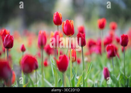 Groupe de tulipes rouges vibrantes fleurissant dans un champ de jardin verdoyant, doux accent sélectif sur les fleurs centrales. Banque D'Images