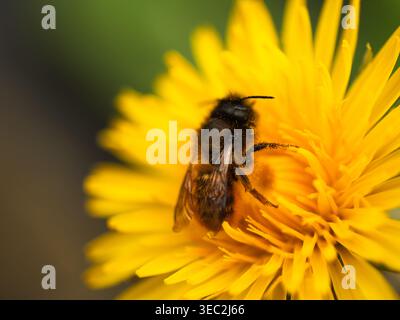 Guêpe de frelon couverte de pollen sur fleur de pissenlit jaune Banque D'Images