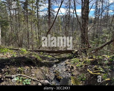 Scène boisée sereine avec un petit ruisseau coulant sous un arbre tombé, entouré par une croissance printanière fraîche et une forêt mixte. Idéal pour la nature, en Banque D'Images