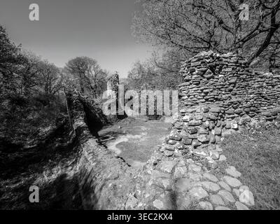 Cette image en noir et blanc représente la forteresse médiévale abandonnée du château d'Ewloe [Castell Ewloe] près de la ville de Flint dans le nord du pays de Galles Cymru. Banque D'Images