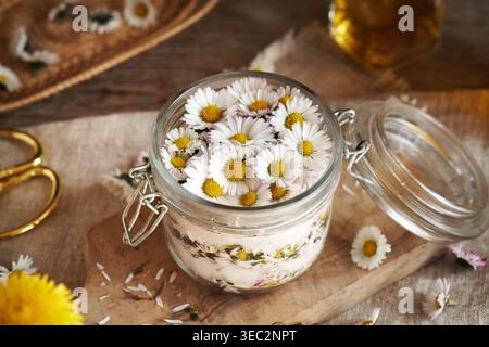 Faire du sirop à base de plantes maison à partir de fleurs de marguerites communes dans un bocal en verre Banque D'Images