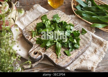 Préparation de sirop de plantes maison à partir de feuilles de plantain de rizier hachées Banque D'Images