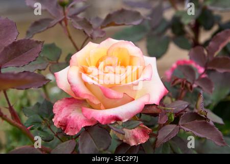 rose bicolore avec centre jaune et bords de pétales roses en arrière-plan de jardin naturel, feuilles violettes foncées et vertes, vue rapprochée douce Banque D'Images