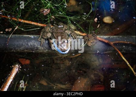 Grenouille dans un marais dans le Pont de l'amour à Episkopio, dans l'île d'Andros, Cyclades, Grèce Banque D'Images