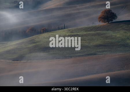 Vue horizontale d'un arbre solitaire sur une crête de colline pendant des conditions matinales brumeuses en Toscane. Paysage naturel avec de la brume remplissant les vallées. Banque D'Images