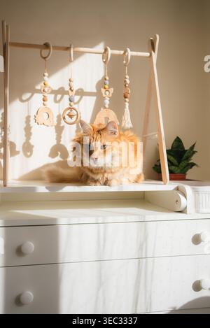 Chat tabby au gingembre se prélassant sur une table à langer blanche à côté de jouets de gymnastique en bois pour bébé, se prélassant à la lumière du soleil chaude dans une pépinière moderne et minimale avec lumière naturelle Banque D'Images