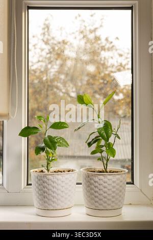 Deux jeunes plants de citron dans des pots tissés blancs debout sur un rebord de fenêtre. Banque D'Images