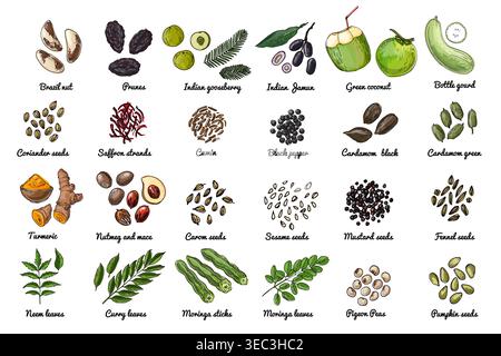 Icônes de nourriture vectorielle. Croquis coloré de produits alimentaires. Épices, noix, herbes, haricots Illustration de Vecteur