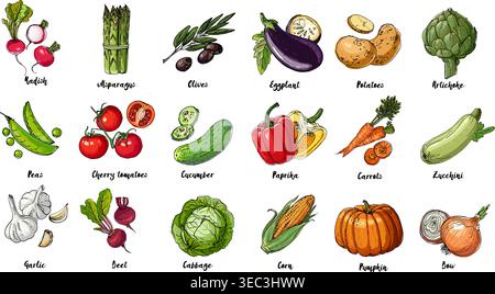 Ensemble de légumes colorés dessinés. Récolte fraîche. Produits agricoles. Citrouille, asperges, olives, pois, tomates cerises, concombre, ail, betteraves, chou, par exemple Illustration de Vecteur