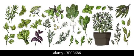 Plantes de couleur vecteur de nourriture. Épices. Herbe italienne dessinée des lignes noires sur un fond blanc. Illustration vectorielle. Basilic, persil, romarin, sauge, baie, thym Illustration de Vecteur