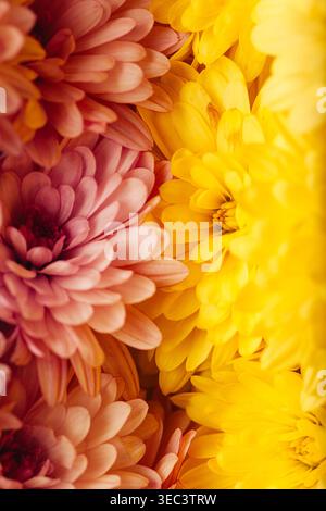 Vue rapprochée des chrysanthèmes roses et jaunes Banque D'Images