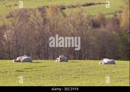 Brebis avec leurs jeunes agneaux couchés dans un champ d'herbe au petit matin Spring Sunshine dans l'Aberdeenshire Banque D'Images