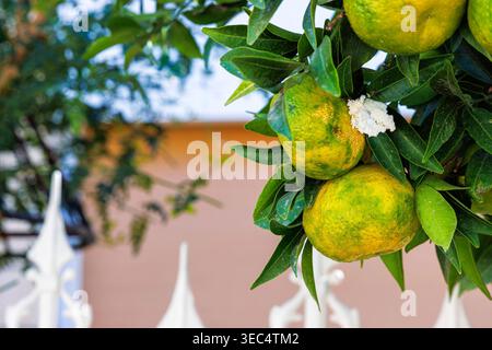 Mandarines mûres sur un arbre d'agrumes avec un bâtiment flou en arrière-plan Banque D'Images