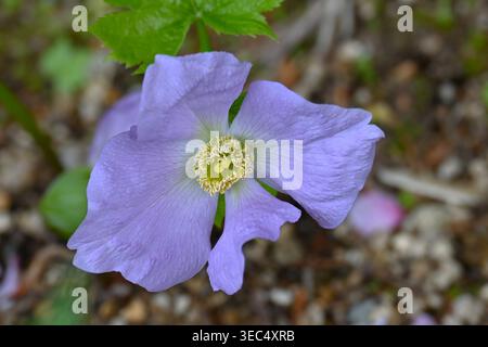 Fleurs de Glaucidium palmatum (nom japonais 'Shirane-aoi'). Ranunculaceae endémique du Japon. Il pousse dans les zones humides en montagne. Banque D'Images