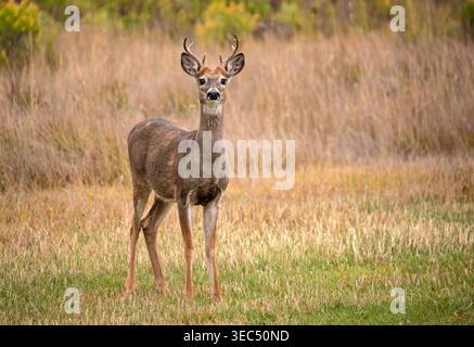 Jeune cerf à queue blanche dans Colorado Meadow, USA Banque D'Images