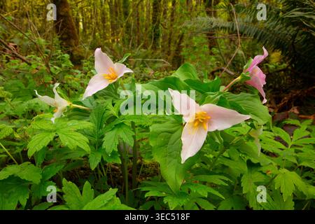 trillium de l'Ouest (Trillium ovatum), parc national de Tryon Creek, Portland, Oregon Banque D'Images