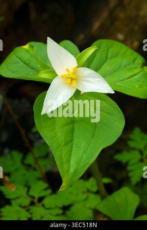 trillium de l'Ouest (Trillium ovatum), parc national de Tryon Creek, Portland, Oregon Banque D'Images