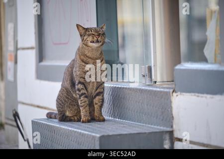 Chat Tabby souriant assis sur les marches Banque D'Images