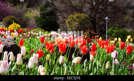 Rangées de tulipes rouges et blanches vives poussant dans un jardin botanique ensoleillé avec des arbres en arrière-plan Banque D'Images
