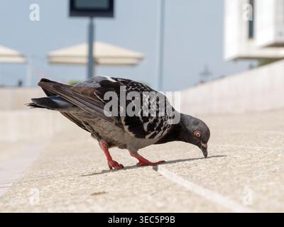 Pigeon sauvage (Columba Livia F. domestica) se nourrissant sur le sol en milieu urbain à Lisbonne, Portugal. Banque D'Images