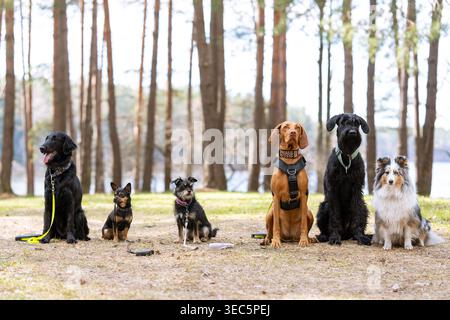 Six races de chiens différentes assis en ligne dans une forêt, une variété d'animaux de compagnie posant à l'extérieur pour la photographie de portrait de groupe dans un cadre boisé naturel Banque D'Images