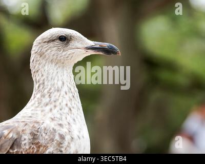 Goéland à dos noir moindre (Larus fuscus), juvénile, en gros plan montrant la texture détaillée de la tête, du bec et des plumes. Banque D'Images