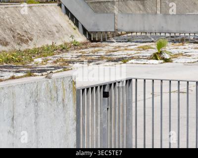 Maison moineau (passer domesticus) perchée sur une structure en béton dans un environnement urbain à Lisbonne. Ce petit oiseau passereau de la fam Passeridae Banque D'Images