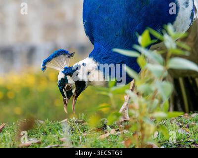 Perruque indienne (Pavo cristatus), paon mâle se nourrissant sur le sol dans un environnement urbain herbeux à Lisbonne. Vue rapprochée mettant en évidence les détails de la tête, Banque D'Images