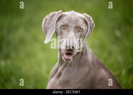Weimaraner. Portrait de chien mâle adulte. Allemagne Banque D'Images