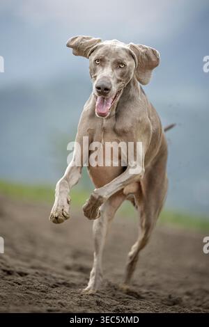 Weimaraner. Chien adulte mâle courant. Allemagne Banque D'Images
