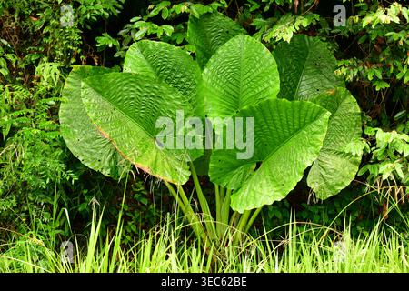 Feuilles du géant Alocasia Bornéo (Alocasia macrorrhizos) dans la forêt tropicale de Sabah, Bornéo Banque D'Images